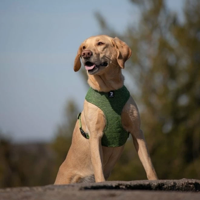 Feel Active Eco Soft Hundesele, Grønn - Bilde 2