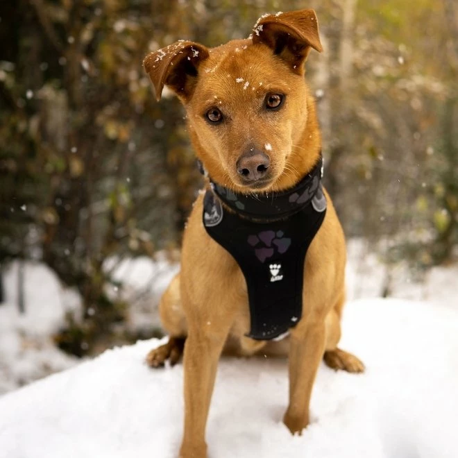 Hurtta Weekend Warrior Sele Korp - Bilde 4