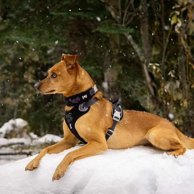 Hurtta Weekend Warrior Sele Korp - Bilde 3