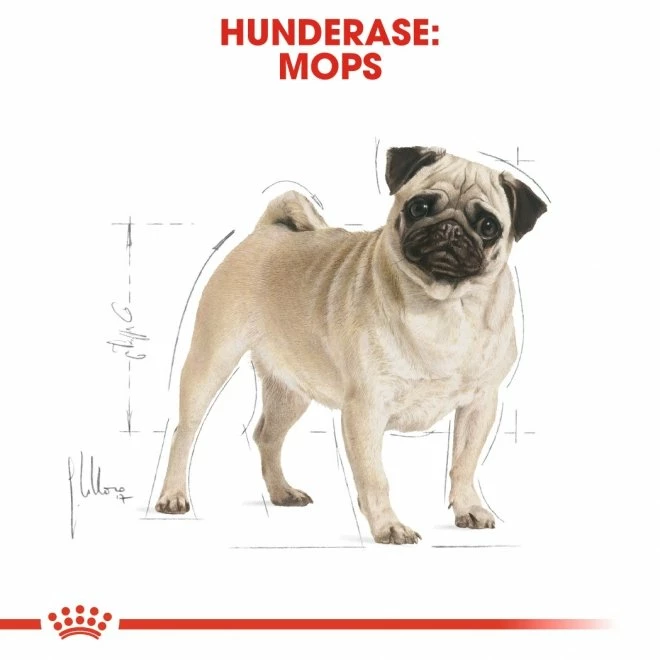 Royal Canin Breed Pug Adult - Bilde 7