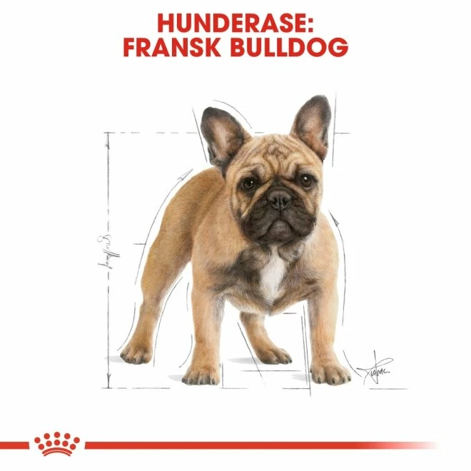Royal Canin Breed French Bulldog Adult - Bilde 7