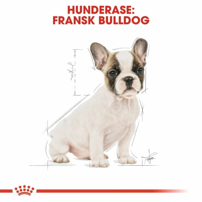 Royal Canin Breed French Bulldog Puppy - Bilde 8
